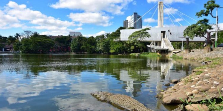 Mejoran hábitat de cocodrilos y manatíes en Laguna de las Ilusiones