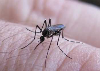 Espera Secretaría de Salud reducción en casos de dengue ante temporada de estiaje