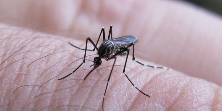 Espera Secretaría de Salud reducción en casos de dengue ante temporada de estiaje