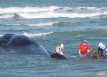 Muere ballena en playa de Florida