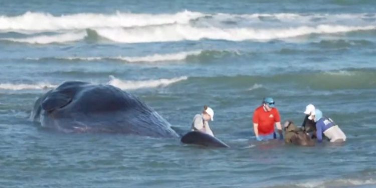 Muere ballena en playa de Florida