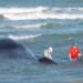 Muere ballena en playa de Florida