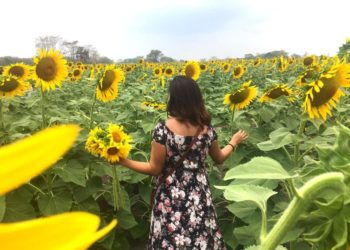 Esperan la visita de 35 mil turistas en Rancho de Girasoles en Balancán