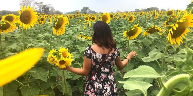 Esperan la visita de 35 mil turistas en Rancho de Girasoles en Balancán