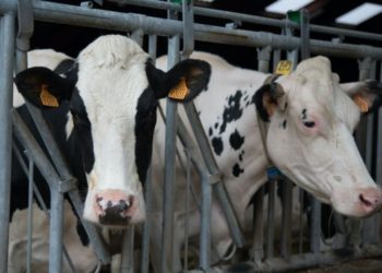 Vacas Lecheras dan positivo de influenza aviar en Texas