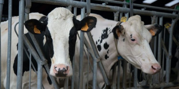 Vacas Lecheras dan positivo de influenza aviar en Texas