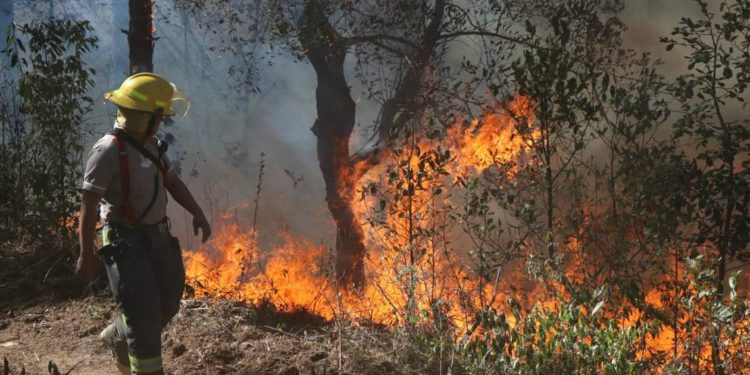 Conafor reporta atención de cuatro incendios forestales en Tabasco al inicio del estiaje