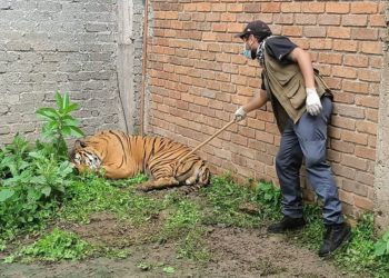 Tigre avistado en comunidad del Chinal, Huimanguillo: Residentes alertan