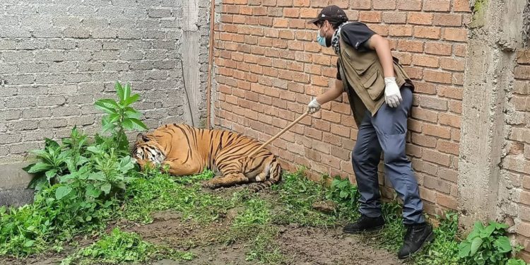 Tigre avistado en comunidad del Chinal, Huimanguillo: Residentes alertan