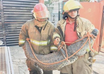 Rescatan bomberos a cocodrilo en Parque Cuauhtémoc