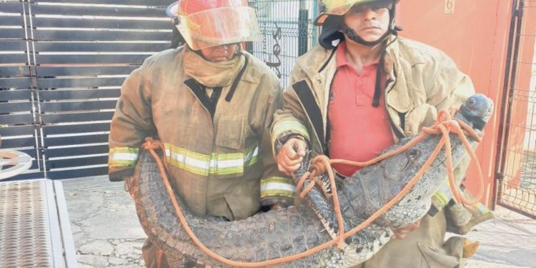 Rescatan bomberos a cocodrilo en Parque Cuauhtémoc