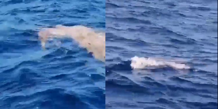 Encuentran cuerpo flotando en el mar de Puerto Morelos