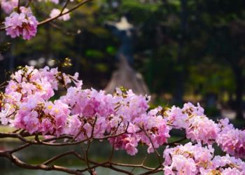 Espectáculo natural en Villahermosa: florecen Macuilies en Sábado de Gloria