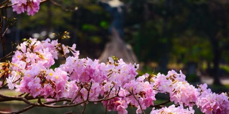Espectáculo natural en Villahermosa: florecen Macuilies en Sábado de Gloria