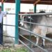 Empresa ganadera dona semental reproductor de registro a la UJAT