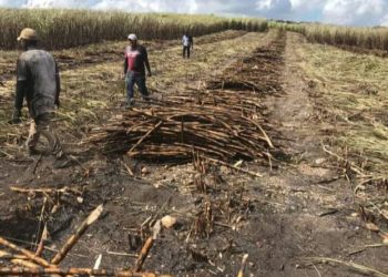 Continúa la sequía y 26 cañeros no cumplen con su producción