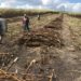 Continúa la sequía y 26 cañeros no cumplen con su producción