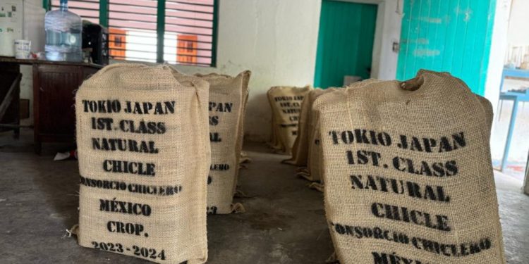Chicle de Quintana Roo y Campeche serán exportados a Japón