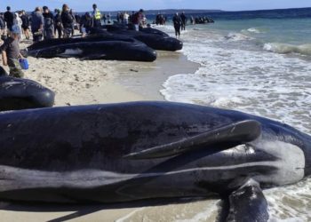Ballenas quedan varadas en costas de Australia; 26 han muerto