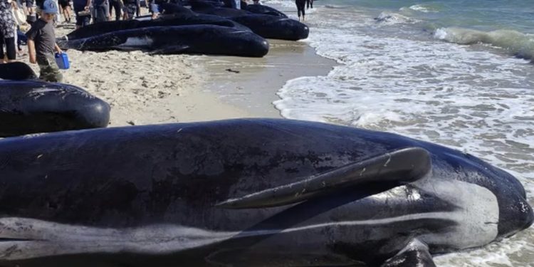 Ballenas quedan varadas en costas de Australia; 26 han muerto