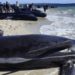 Ballenas quedan varadas en costas de Australia; 26 han muerto