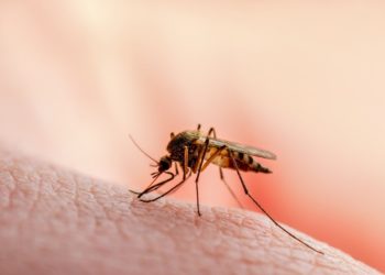 Tabasco registra casi 28 casos diarios de Dengue: Informe del SINAVE