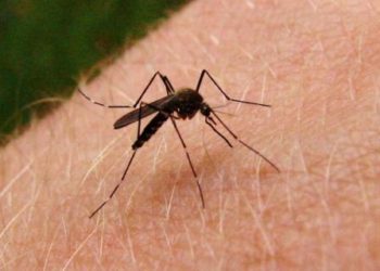 Exhorta Salud a acudir al médico ante síntomas de dengue