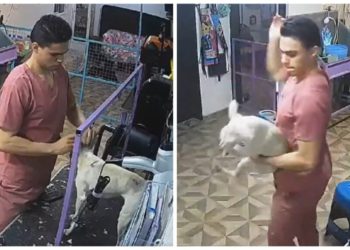 Reviven momento en el que un trabajador de estética golpea a un perro en León