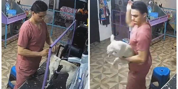 Reviven momento en el que un trabajador de estética golpea a un perro en León