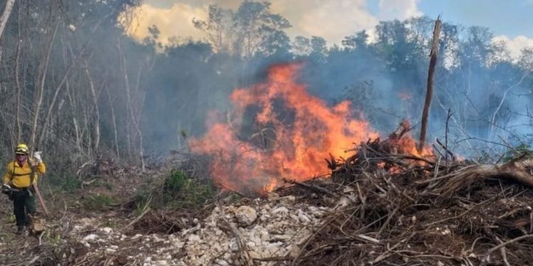 Incendios forestales afectan a más de dos mil 600 hectáreas en Quintana Roo