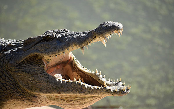 Cocodrilo atrapado en cancha de fútbol: Vecinos de Rovirosa alertan