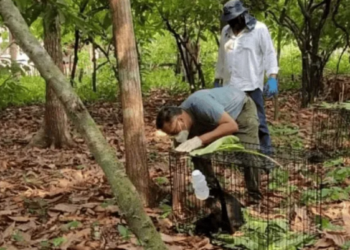 Reubica Profepa a siete monos saraguatos rescatados en Tabasco