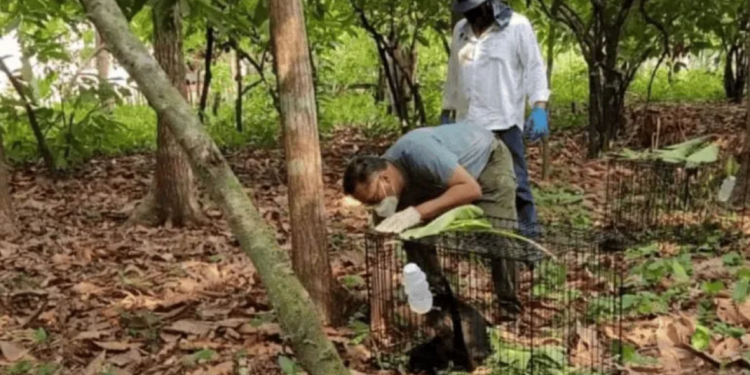 Reubica Profepa a siete monos saraguatos rescatados en Tabasco