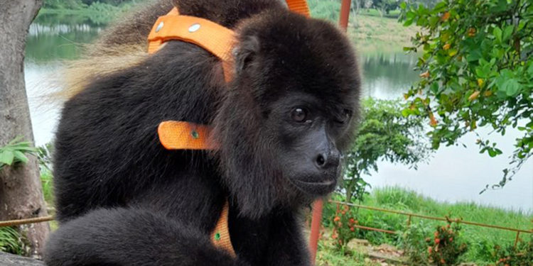 Desborda ayuda a monos aulladores en Comalcalco, aunque persisten las muertes