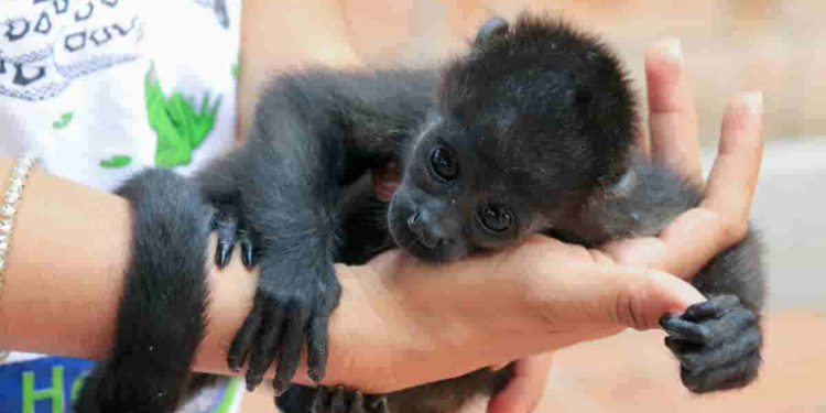 Siguen sin esclarecerse las causas de muerte de monos en Tabasco y Chiapas: Semarnat