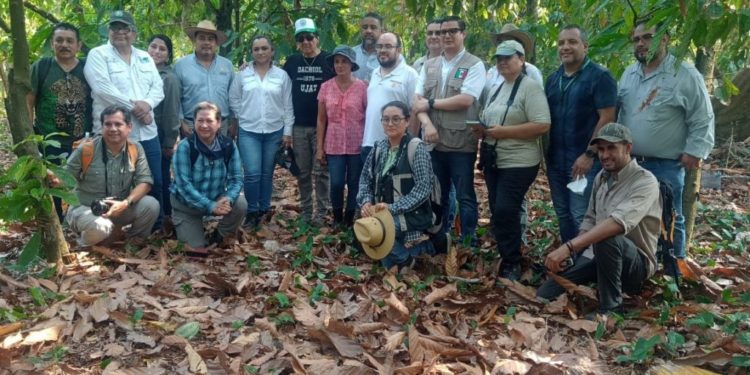 Crean protocolo de atención para el Mono Saraguato en Tabasco