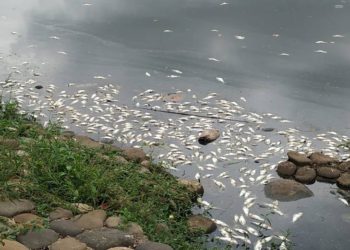 Nueva mortandad de peces en Vaso Cencali