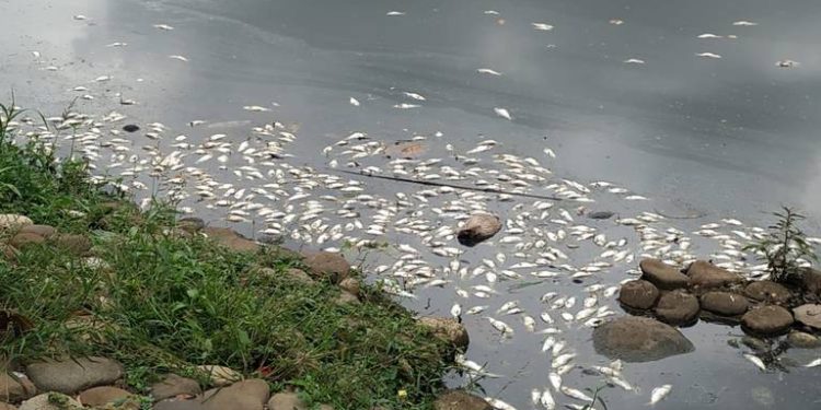 Nueva mortandad de peces en Vaso Cencali