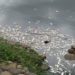 Nueva mortandad de peces en Vaso Cencali