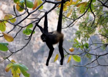 Avistan Mono Araña en rancho de Teapa; lugareños piden rescate