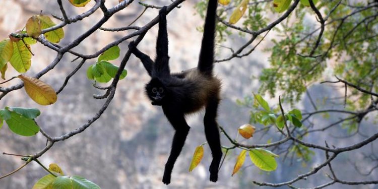Avistan Mono Araña en rancho de Teapa; lugareños piden rescate
