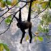 Avistan Mono Araña en rancho de Teapa; lugareños piden rescate