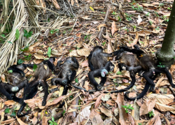 Instruye AMLO a María Luisa Albores atender mortandad de monos saraguatos en Tabasco