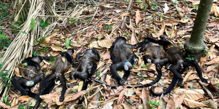 Instruye AMLO a María Luisa Albores atender mortandad de monos saraguatos en Tabasco