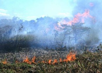Incendios forestales consumen 3 mil 500 hectáreas en Quintana Roo