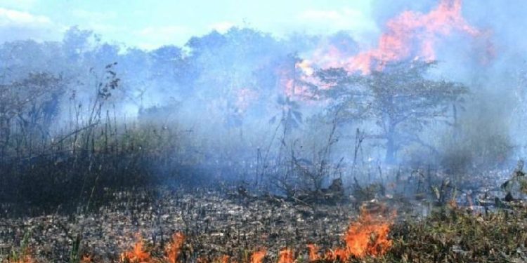 Incendios forestales consumen 3 mil 500 hectáreas en Quintana Roo