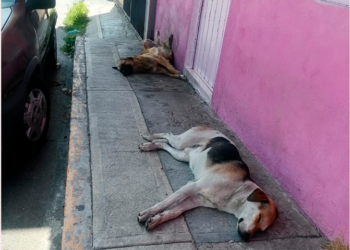 PVEM hace un llamado a auxiliar a perritos de la calle en medio de altas temperaturas