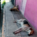 PVEM hace un llamado a auxiliar a perritos de la calle en medio de altas temperaturas