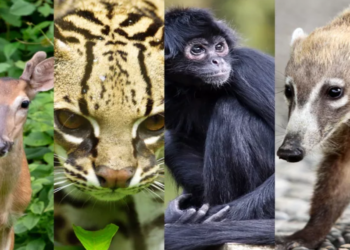 Animales silvestres salen a la zona urbana de Cancún en busca de agua por golpe de calor