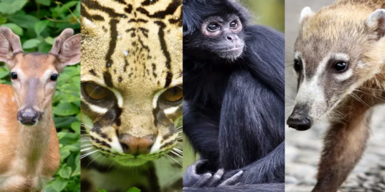 Animales silvestres salen a la zona urbana de Cancún en busca de agua por golpe de calor